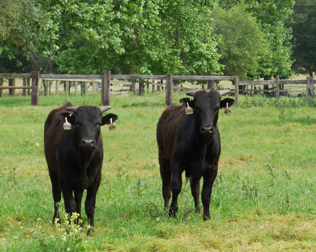 Raising Wagyu Beef Cattle Wagyu Beef Explained And Why You Need It Wagyu Beef Wagyu Wagyu