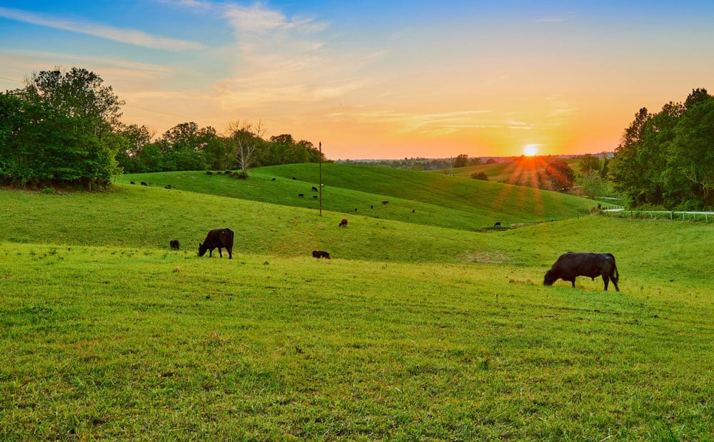 wagyu cattle grazing at sunset