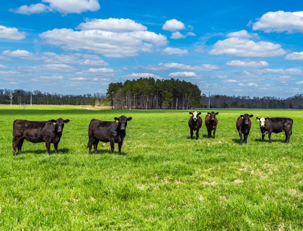 American Wagyu Cattle in Grass Field