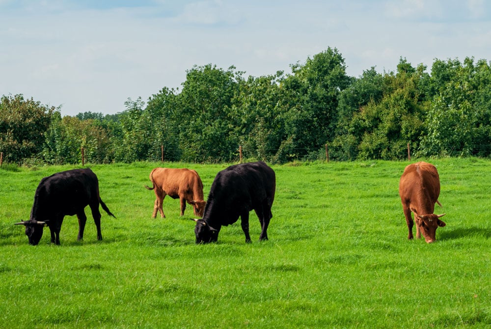 American Wagyu Cattle Grazing Grassy Pasture
